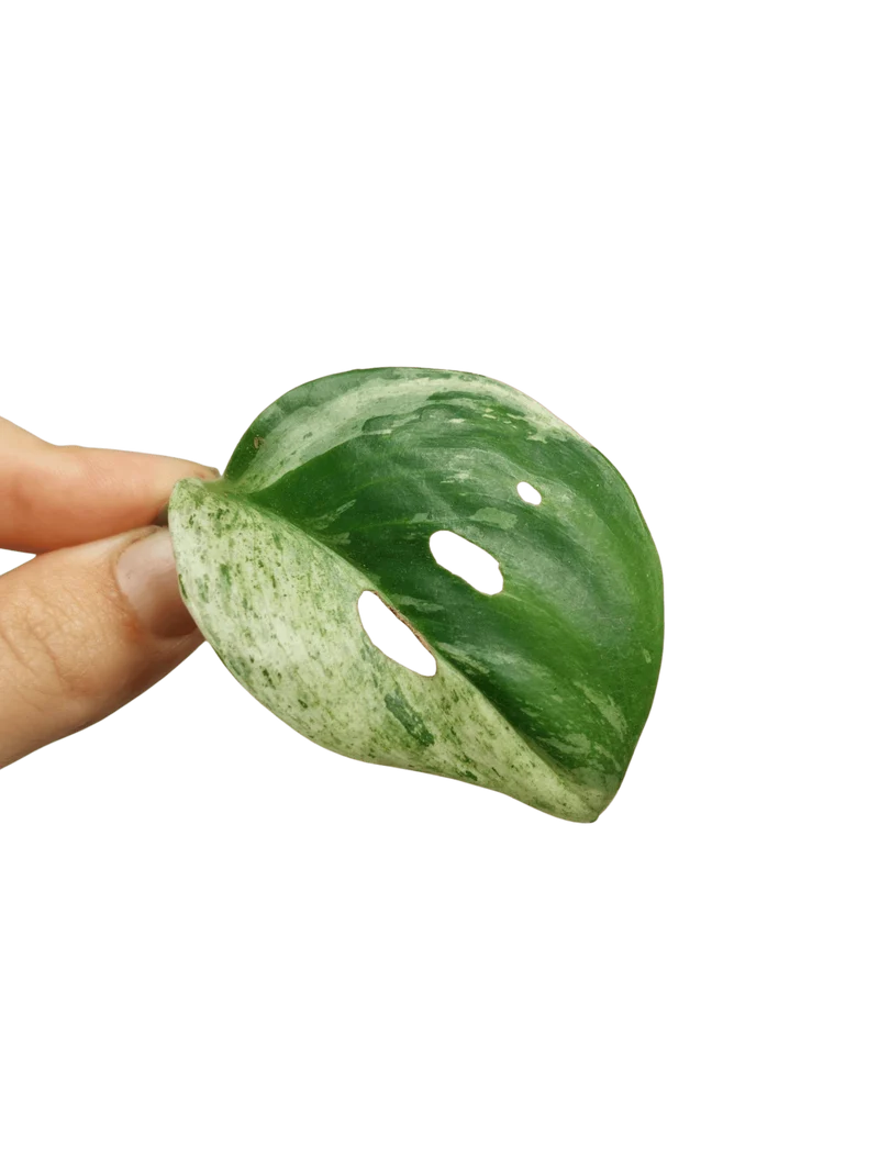 Scindapsus Treubii Moonlight Variegata Stecklinge