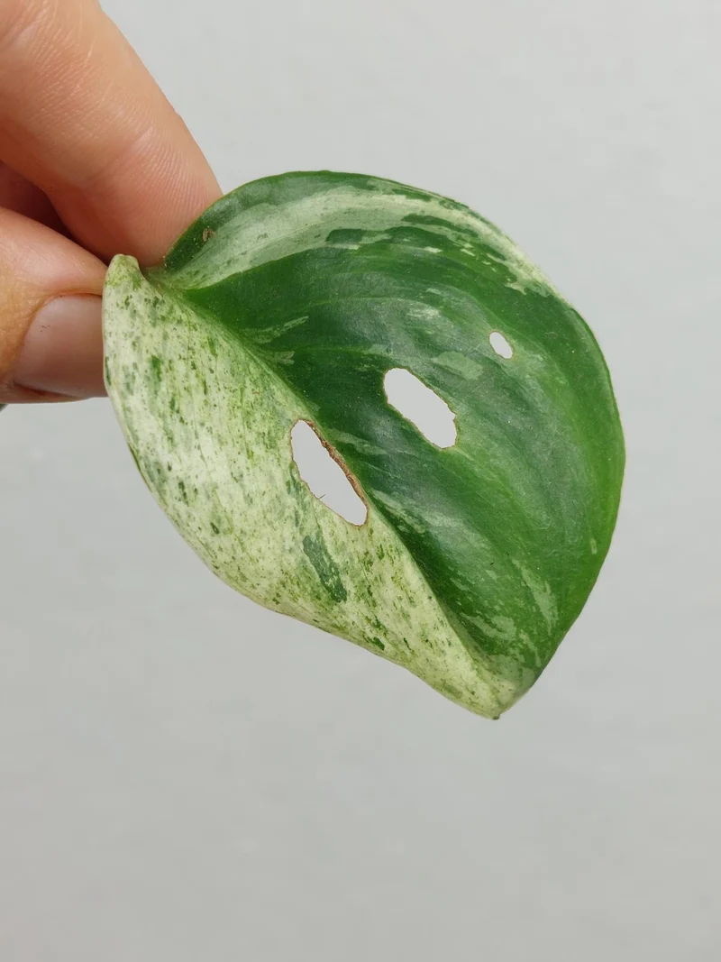 Scindapsus Treubii Moonlight Variegata Stecklinge