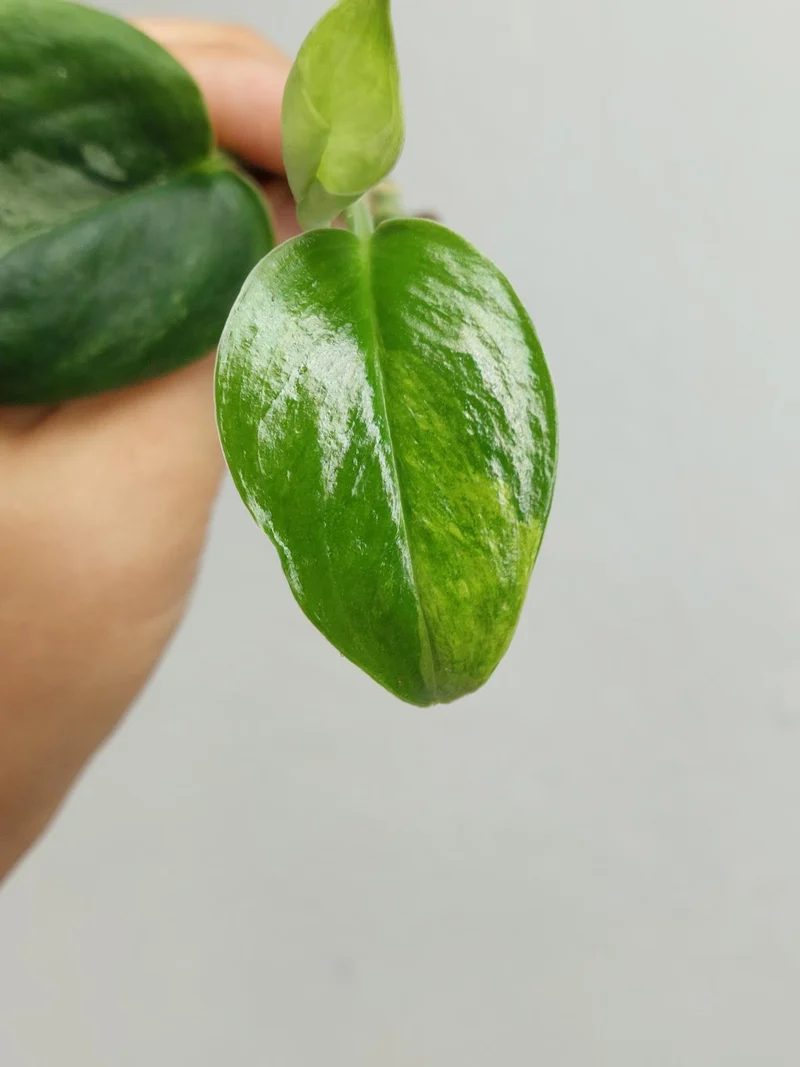Scindapsus Treubii Moonlight Variegata Stecklinge