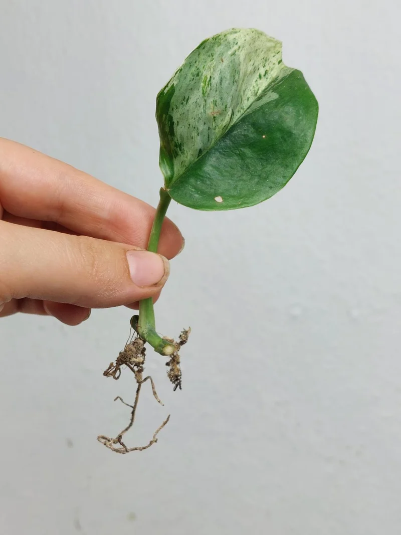 Scindapsus Treubii Moonlight Variegata Stecklinge