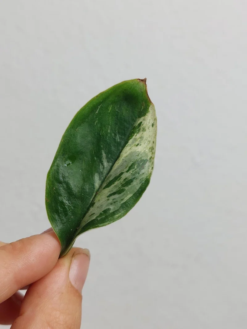 Scindapsus Treubii Moonlight Variegata Stecklinge