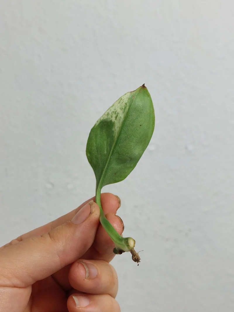 Scindapsus Treubii Moonlight Variegata Stecklinge