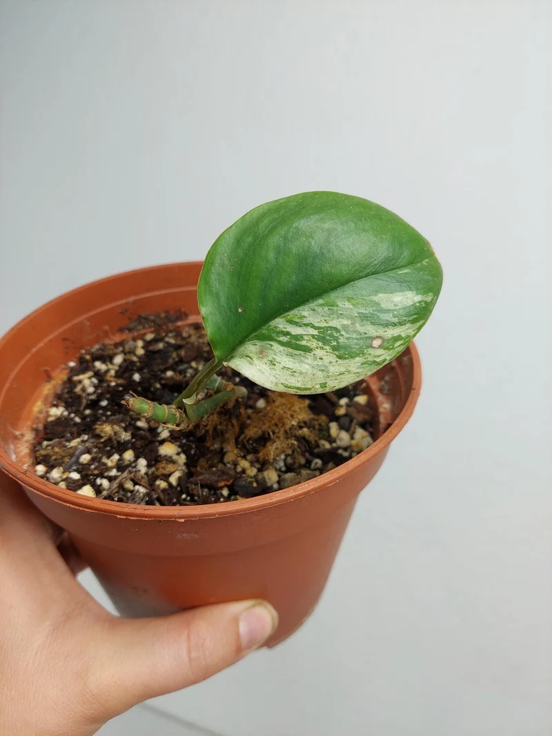 Scindapsus Treubii Moonlight Variegata Stecklinge