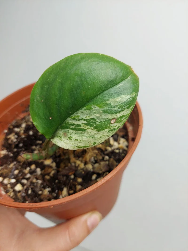 Scindapsus Treubii Moonlight Variegata Stecklinge