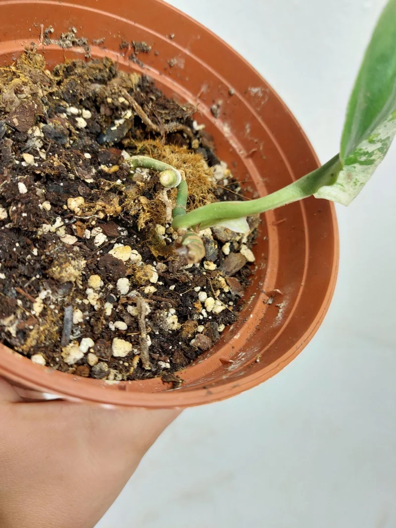 Scindapsus Treubii Moonlight Variegata Stecklinge