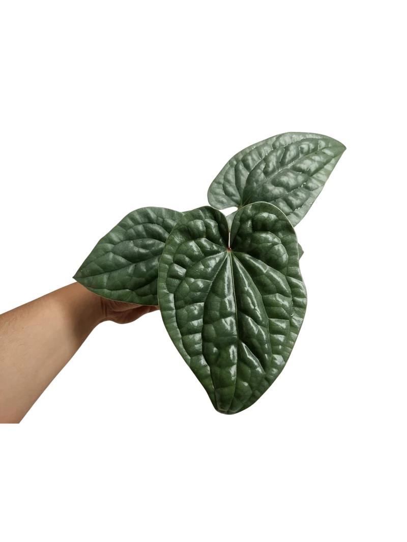 Anthurium Luxurians Silver