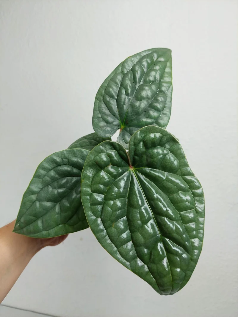 Anthurium Luxurians Silver