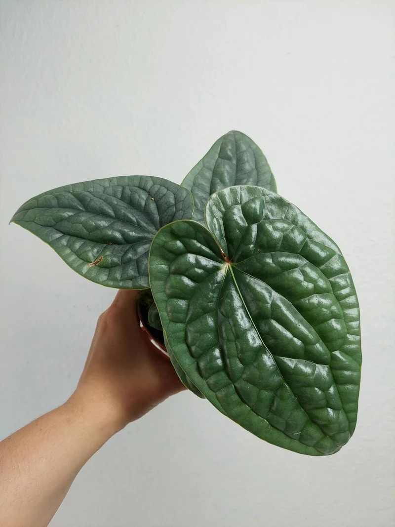Anthurium Luxurians Silver