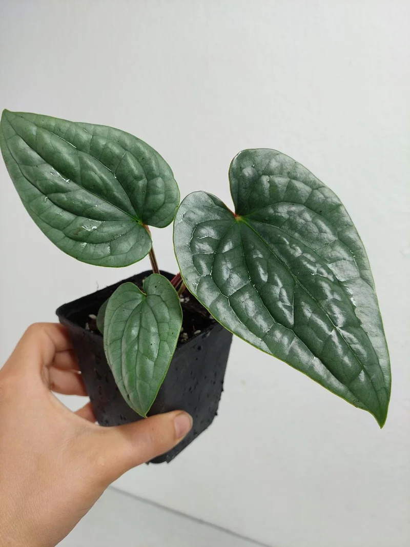 Anthurium Luxurians Silver
