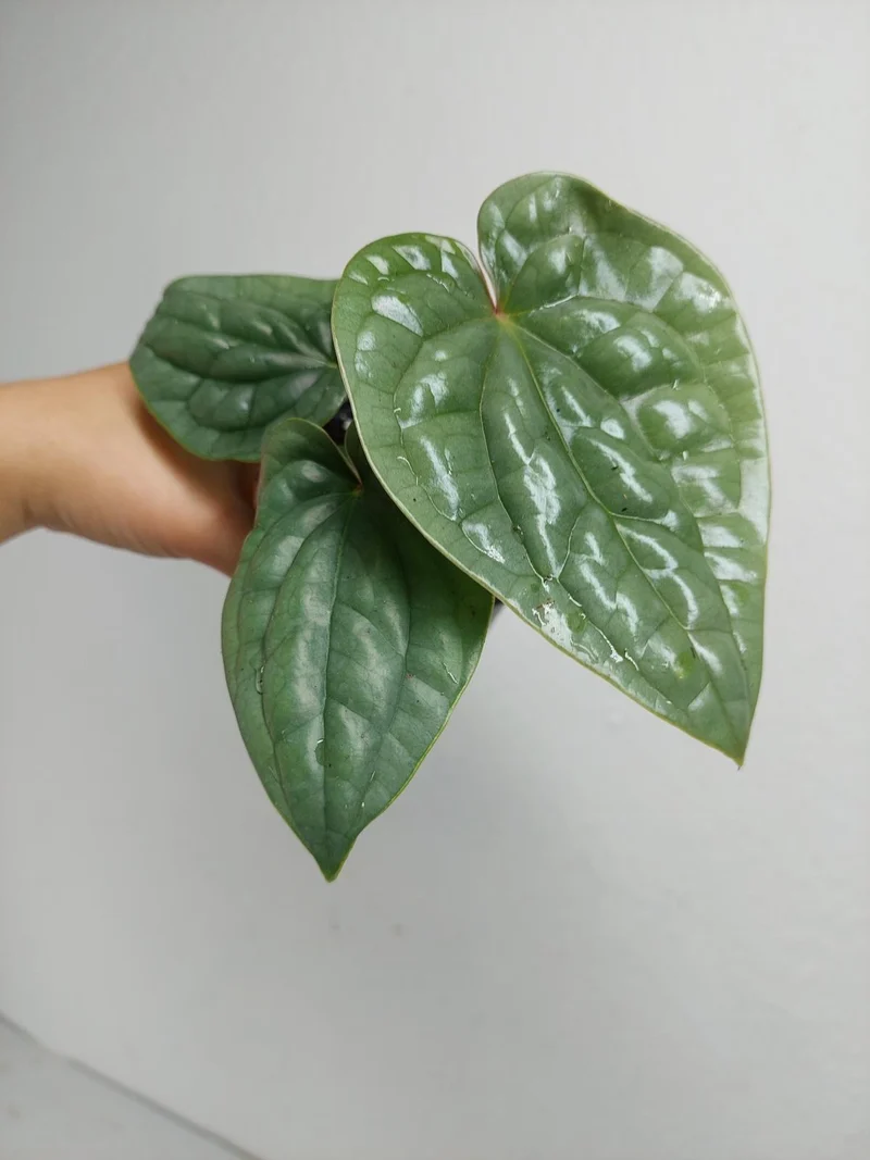 Anthurium Luxurians Silver