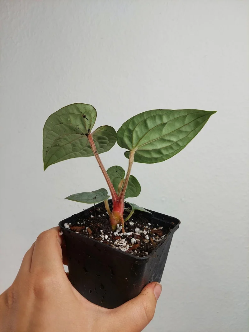 Anthurium Luxurians Silver