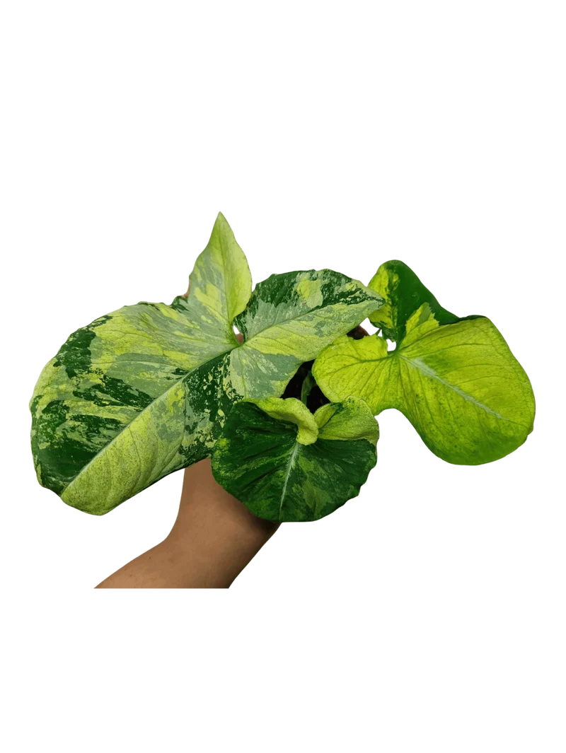 Syngonium Scrambled Eggs