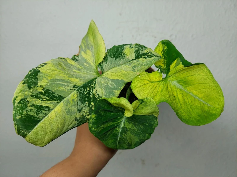 Syngonium Scrambled Eggs