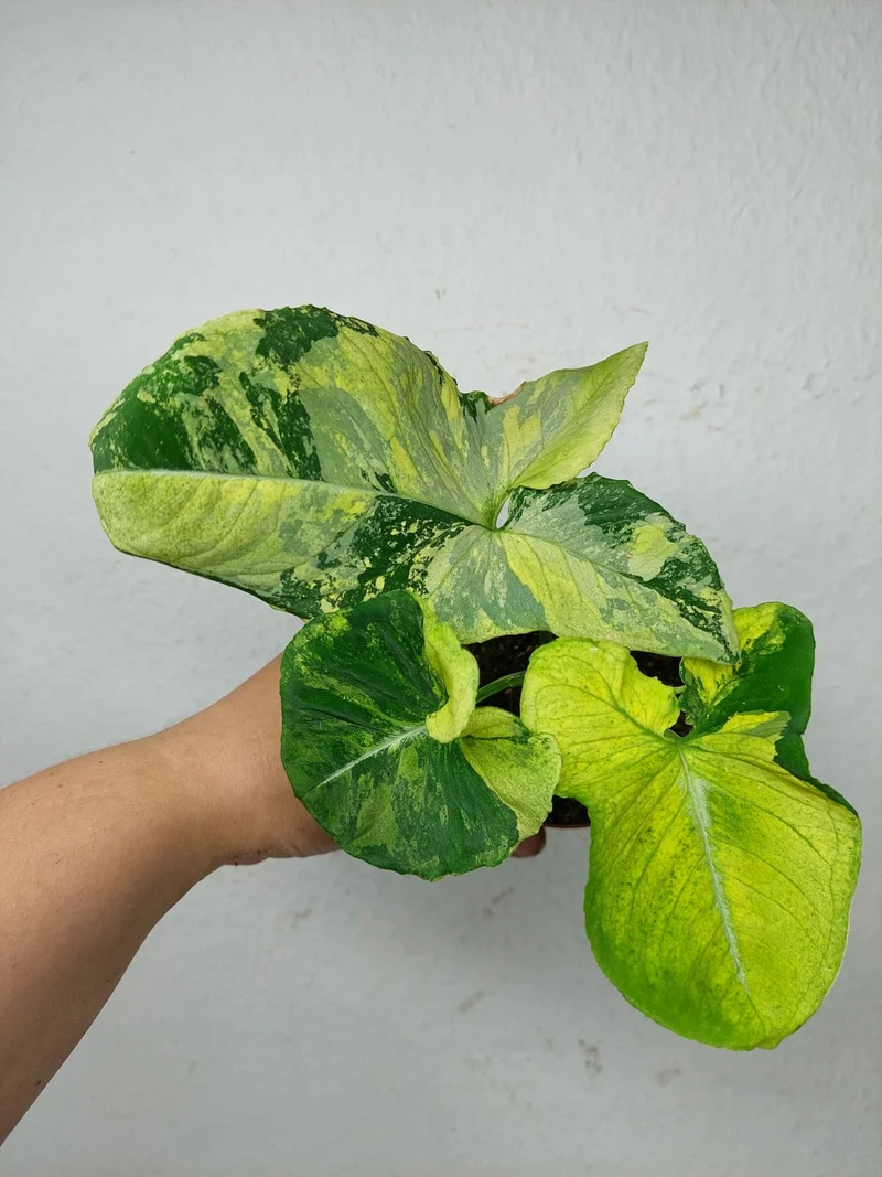 Syngonium Scrambled Eggs