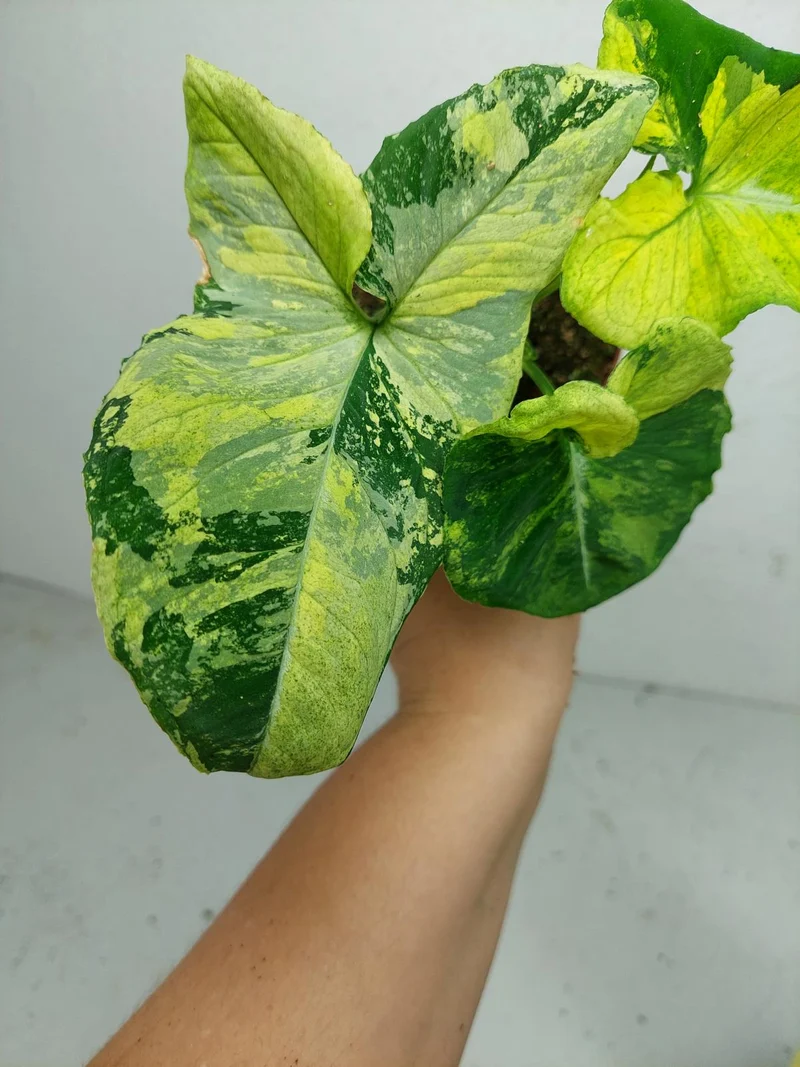 Syngonium Scrambled Eggs