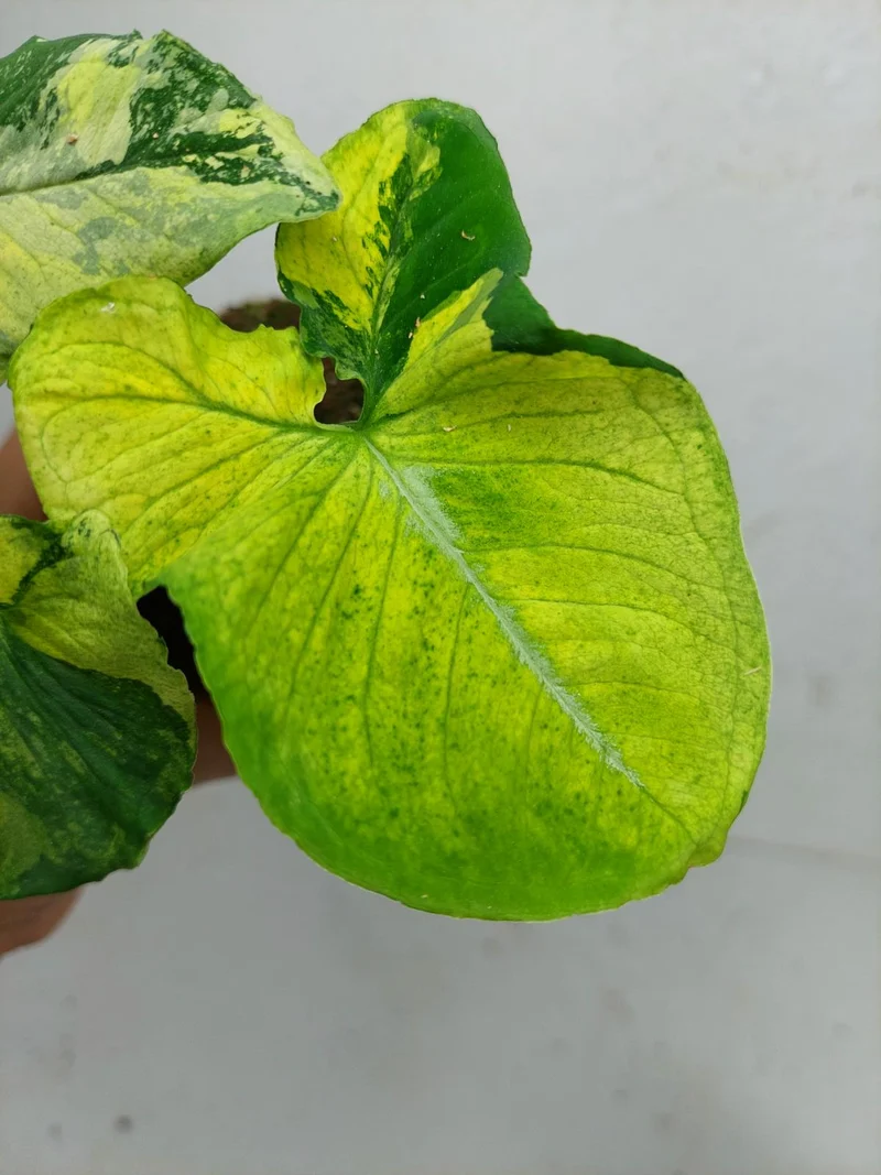 Syngonium Scrambled Eggs