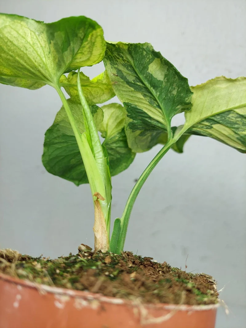 Syngonium Scrambled Eggs