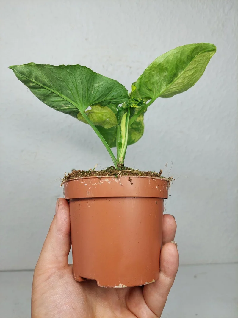 Syngonium Scrambled Eggs