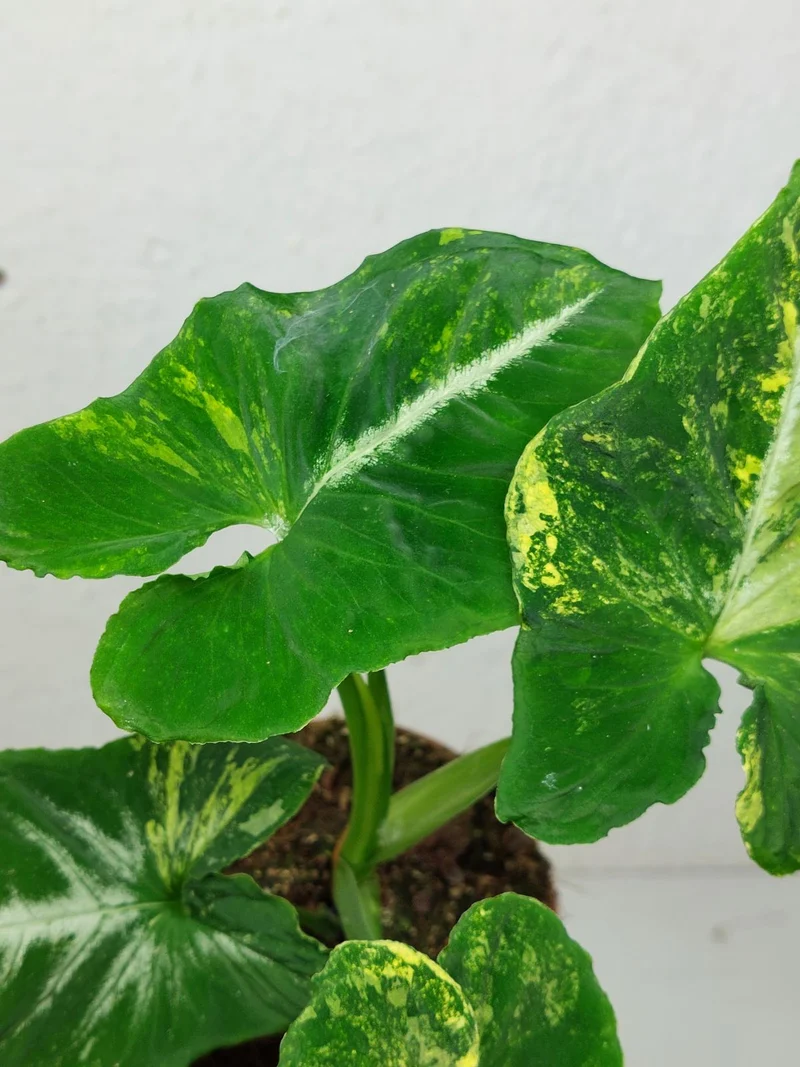 Syngonium Scrambled Eggs