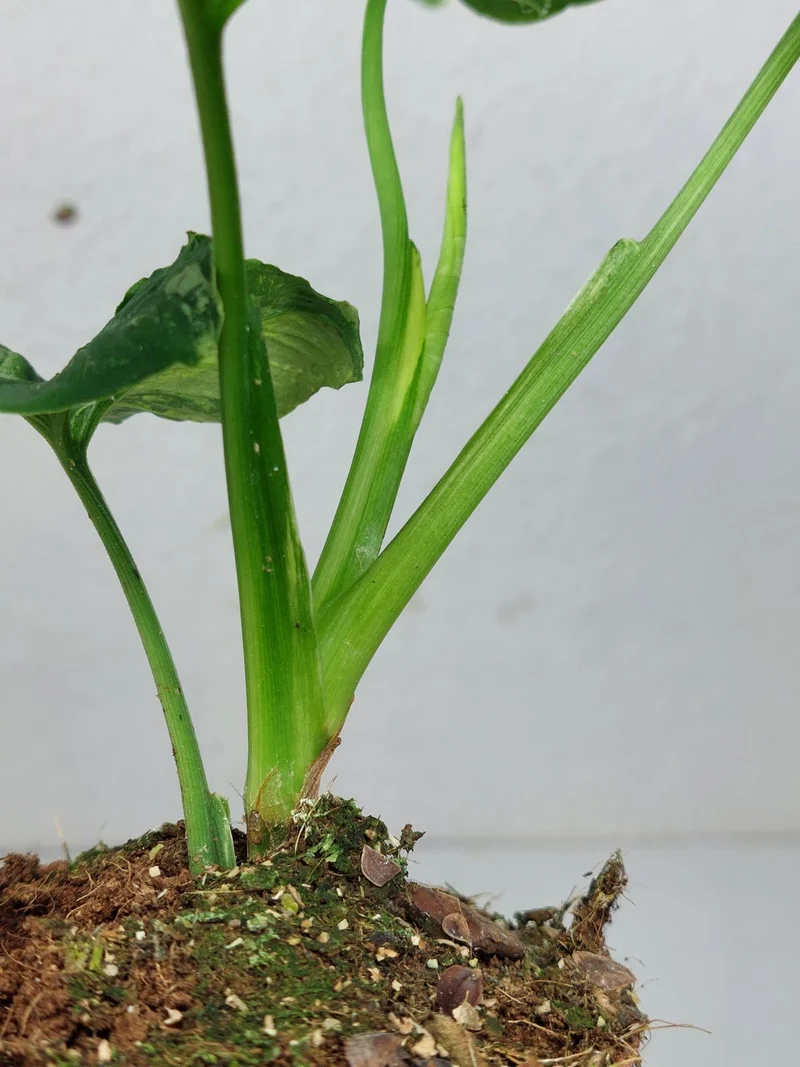 Syngonium Scrambled Eggs