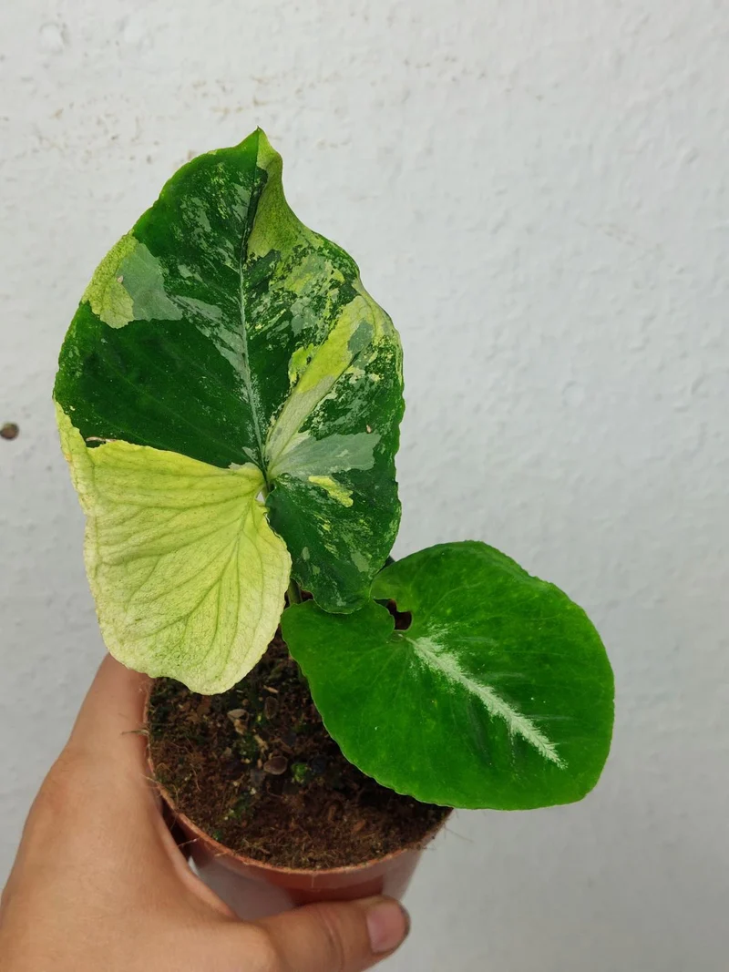 Syngonium Scrambled Eggs