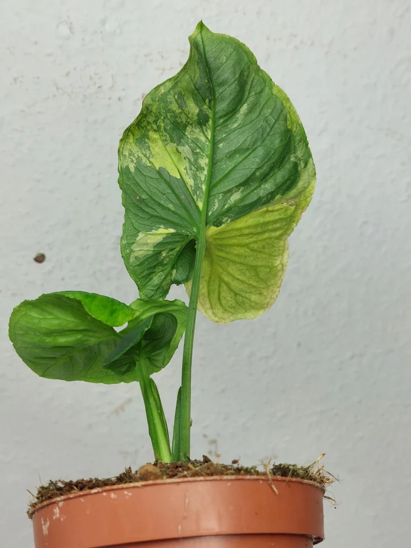 Syngonium Scrambled Eggs