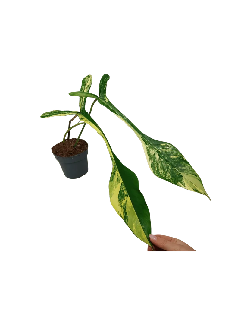 Philodendron Joepii Variegata