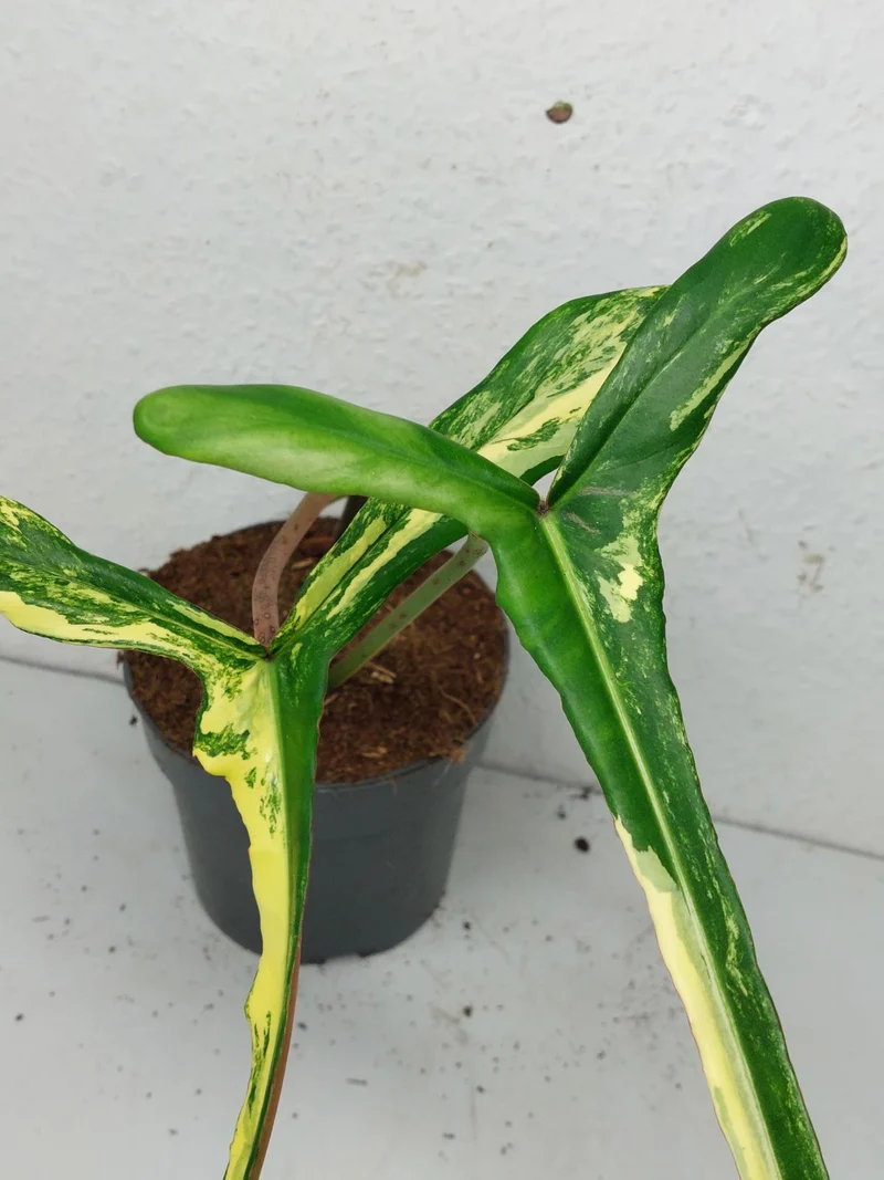 Philodendron Joepii Variegata