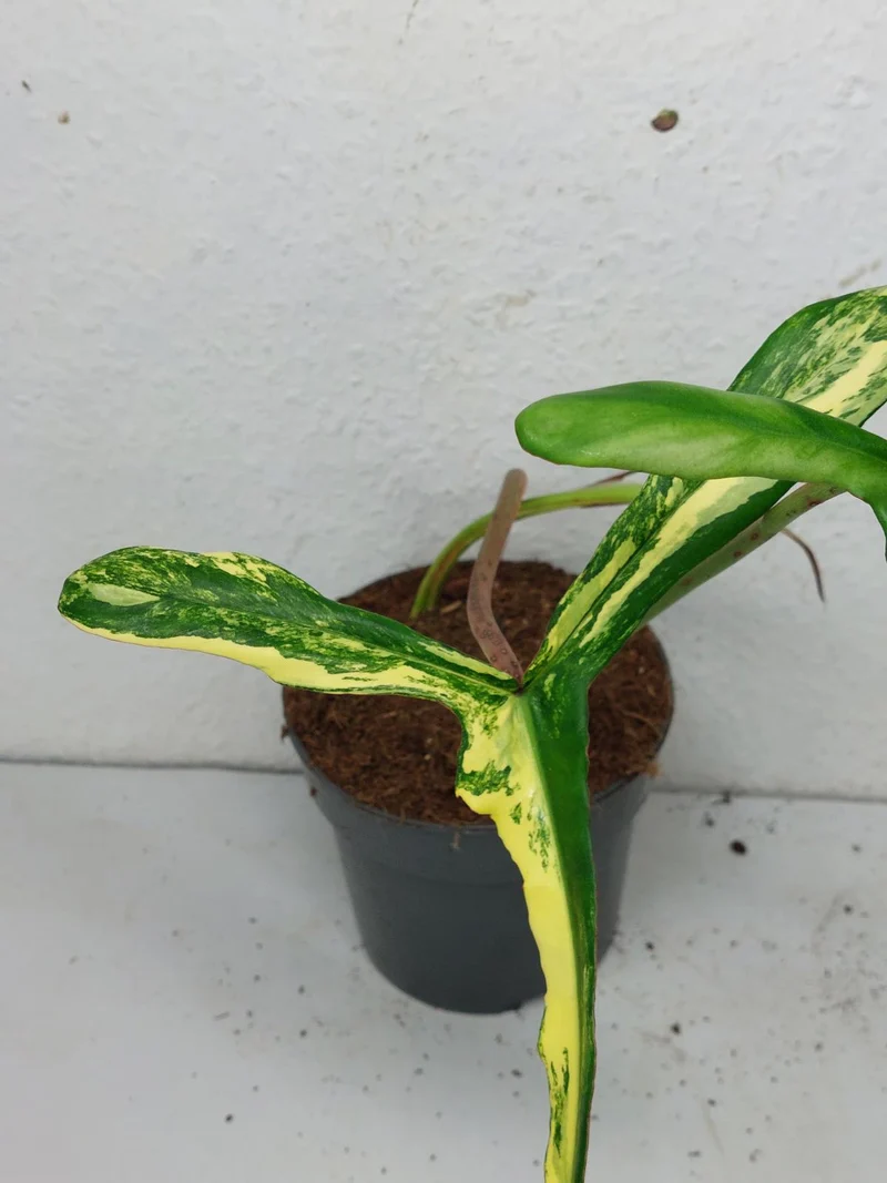 Philodendron Joepii Variegata