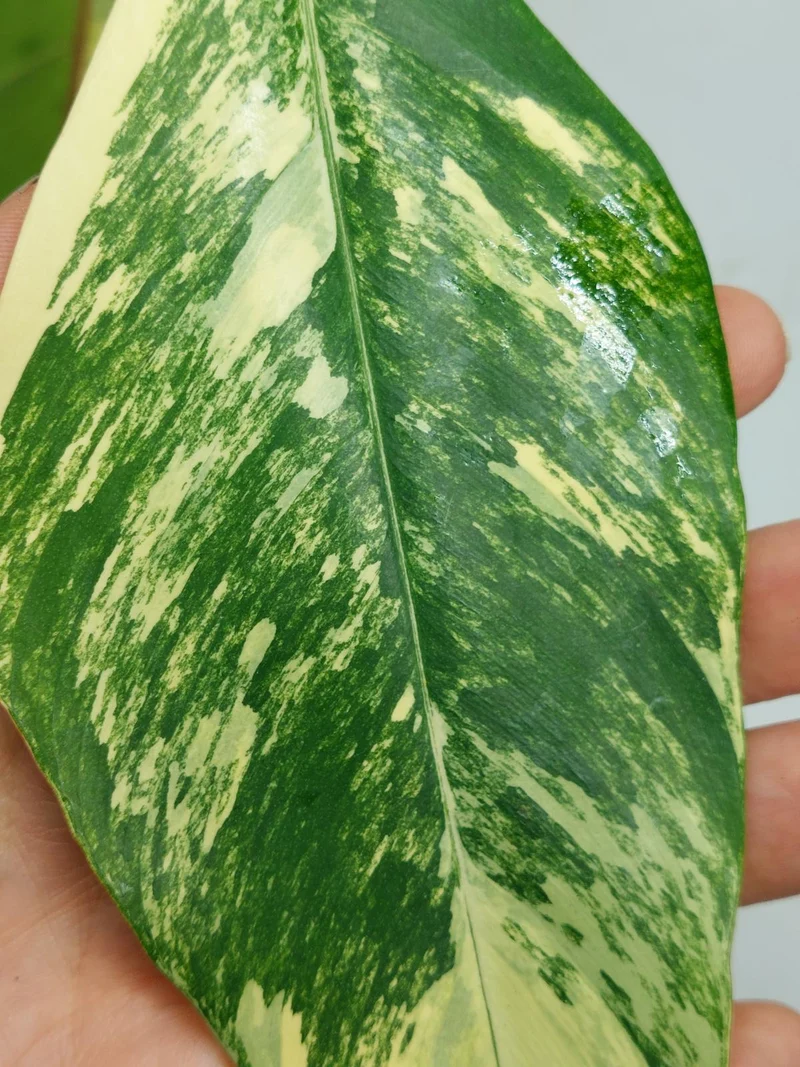 Philodendron Joepii Variegata