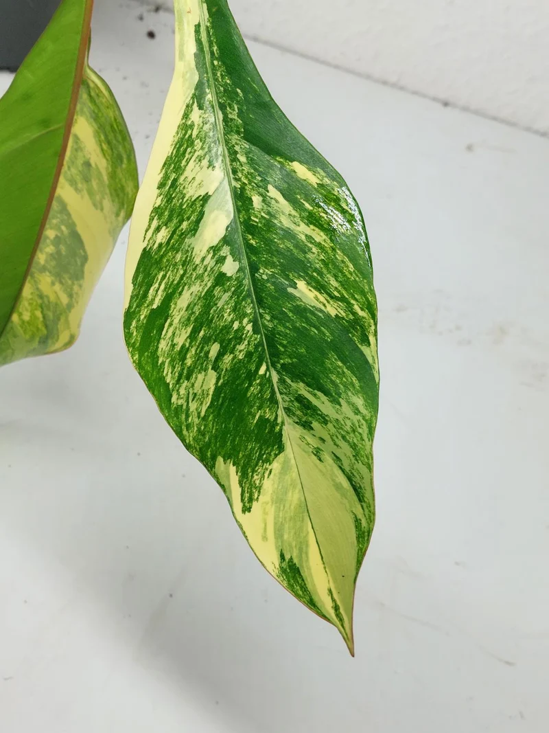 Philodendron Joepii Variegata