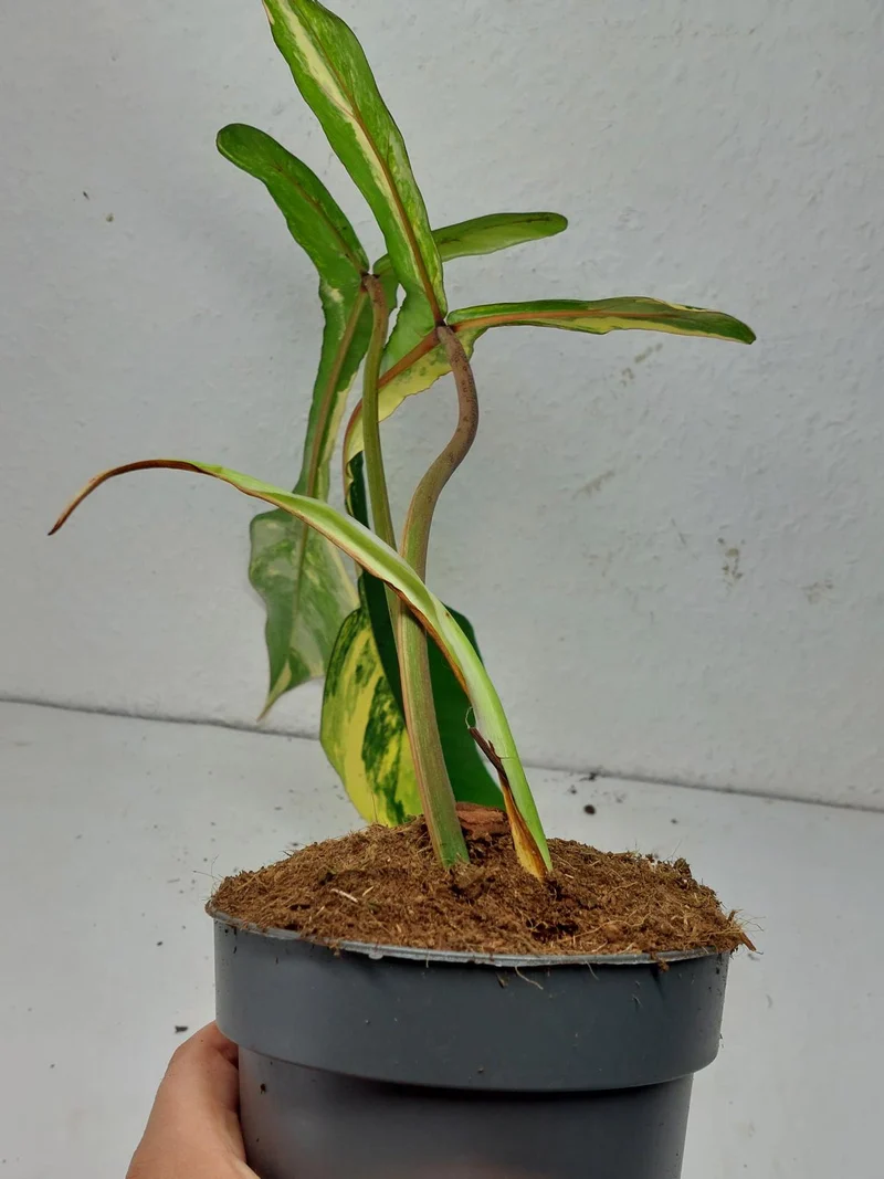 Philodendron Joepii Variegata