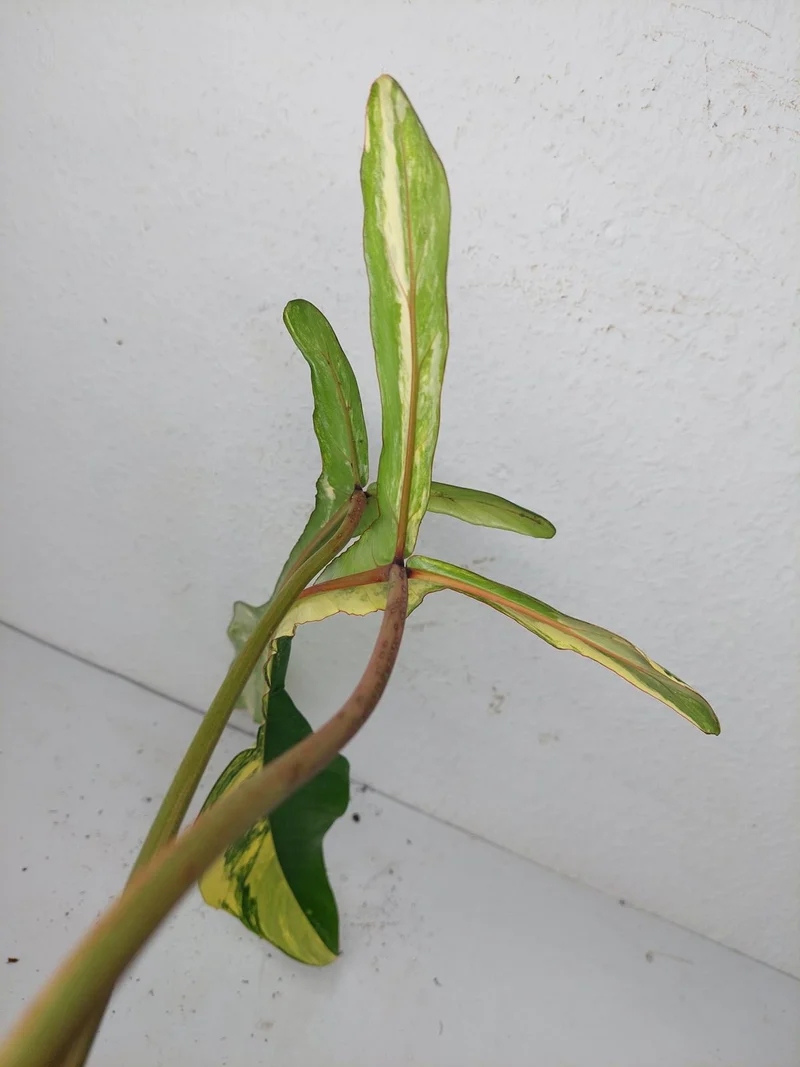 Philodendron Joepii Variegata