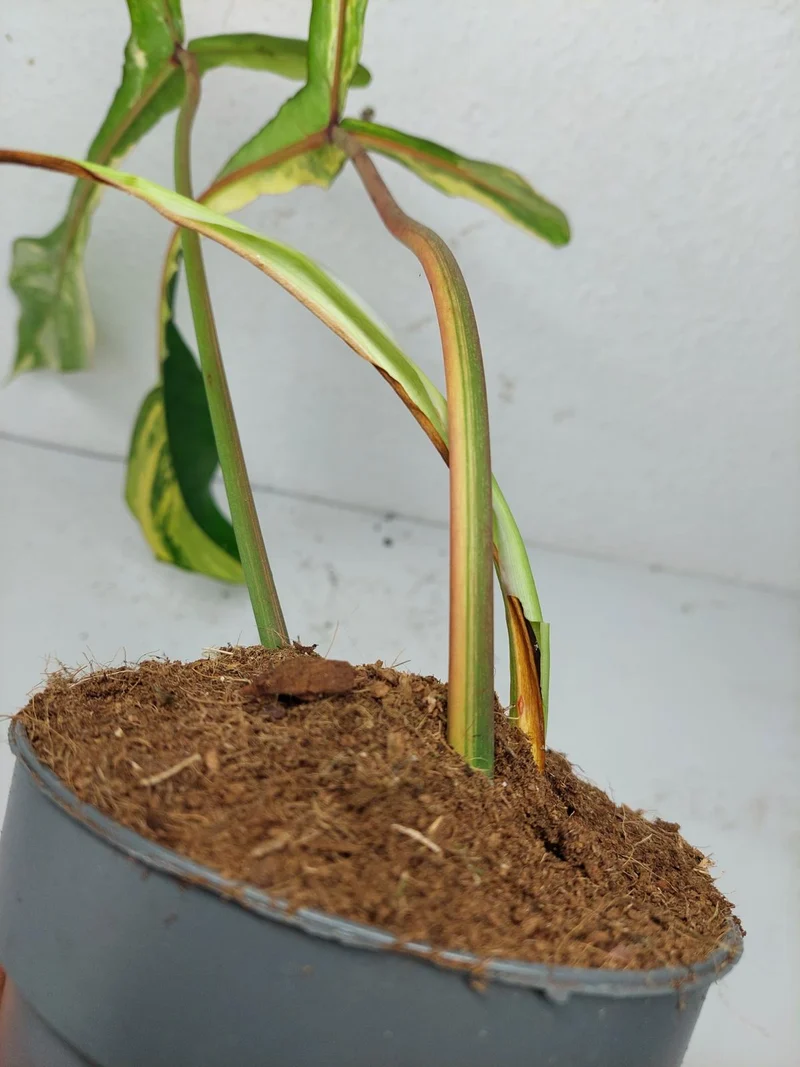 Philodendron Joepii Variegata