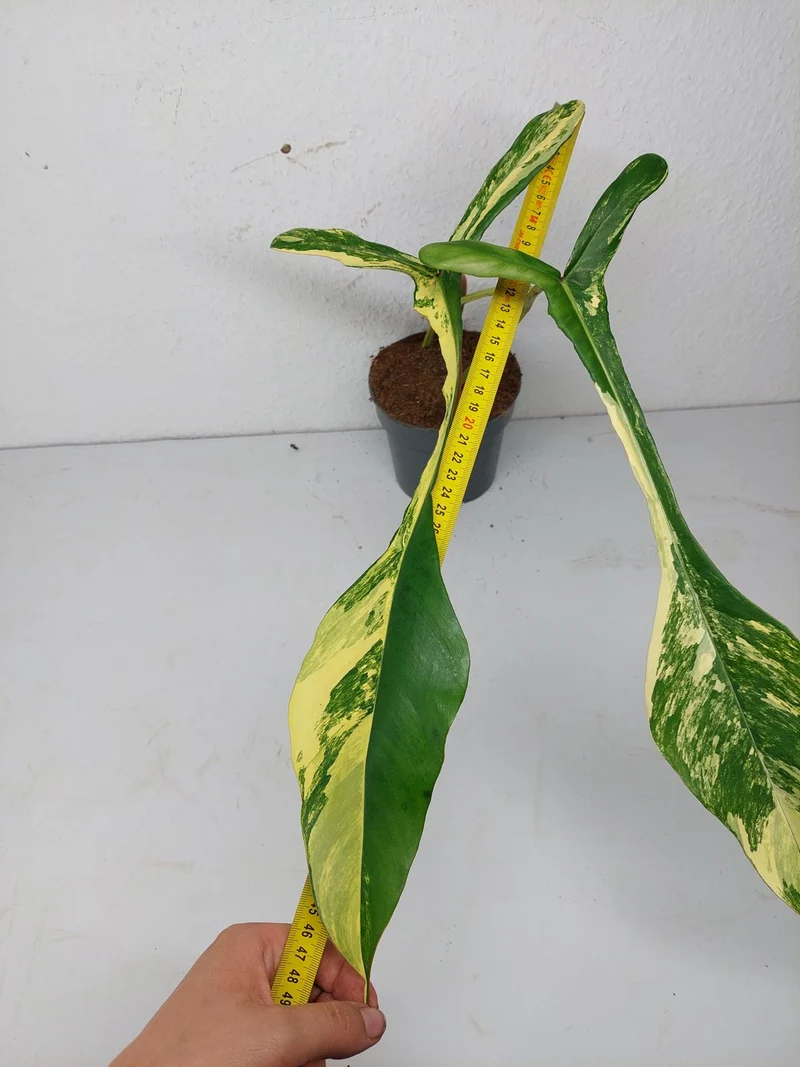 Philodendron Joepii Variegata