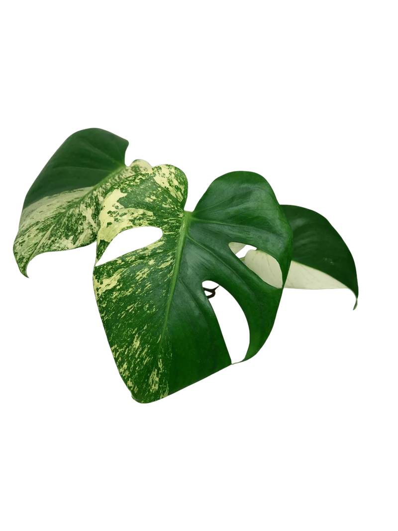 Monstera Jungle Mint
