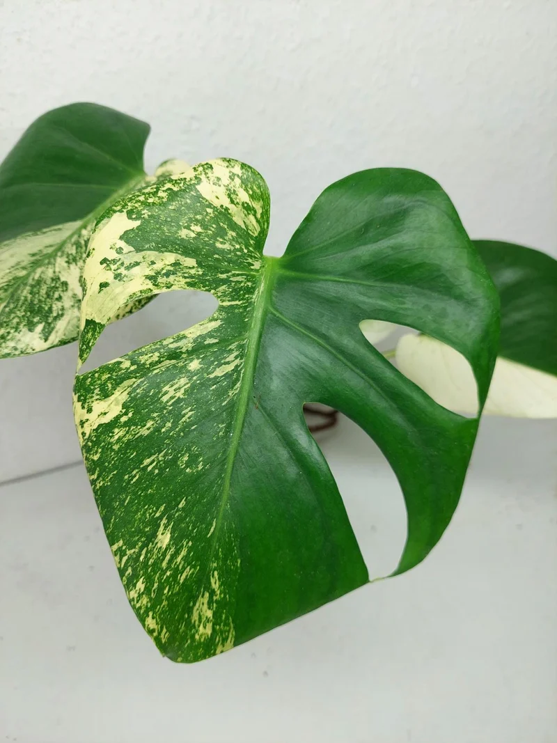 Monstera Jungle Mint