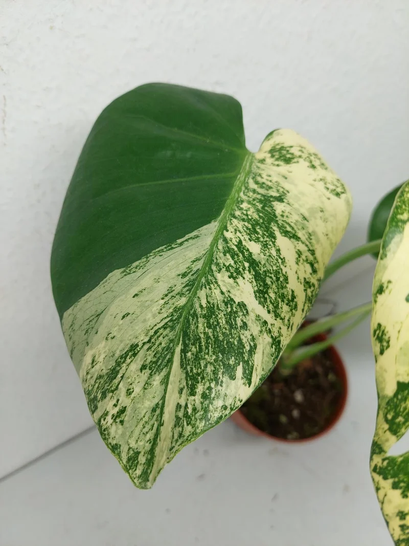 Monstera Jungle Mint