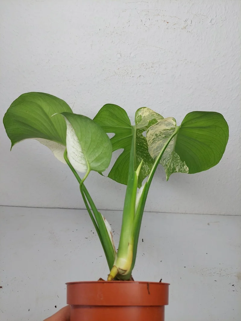 Monstera Jungle Mint