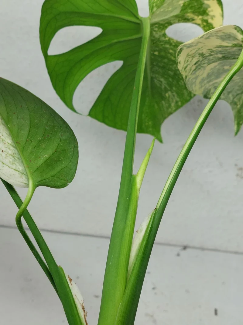 Monstera Jungle Mint