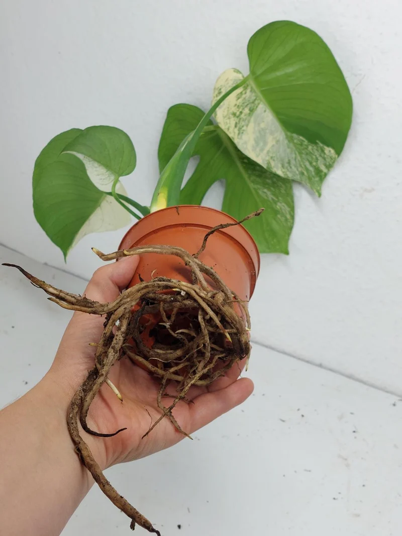 Monstera Jungle Mint