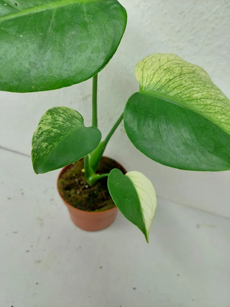 Monstera Jungle Mint