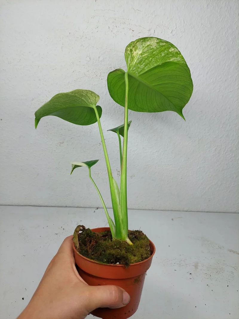 Monstera Jungle Mint