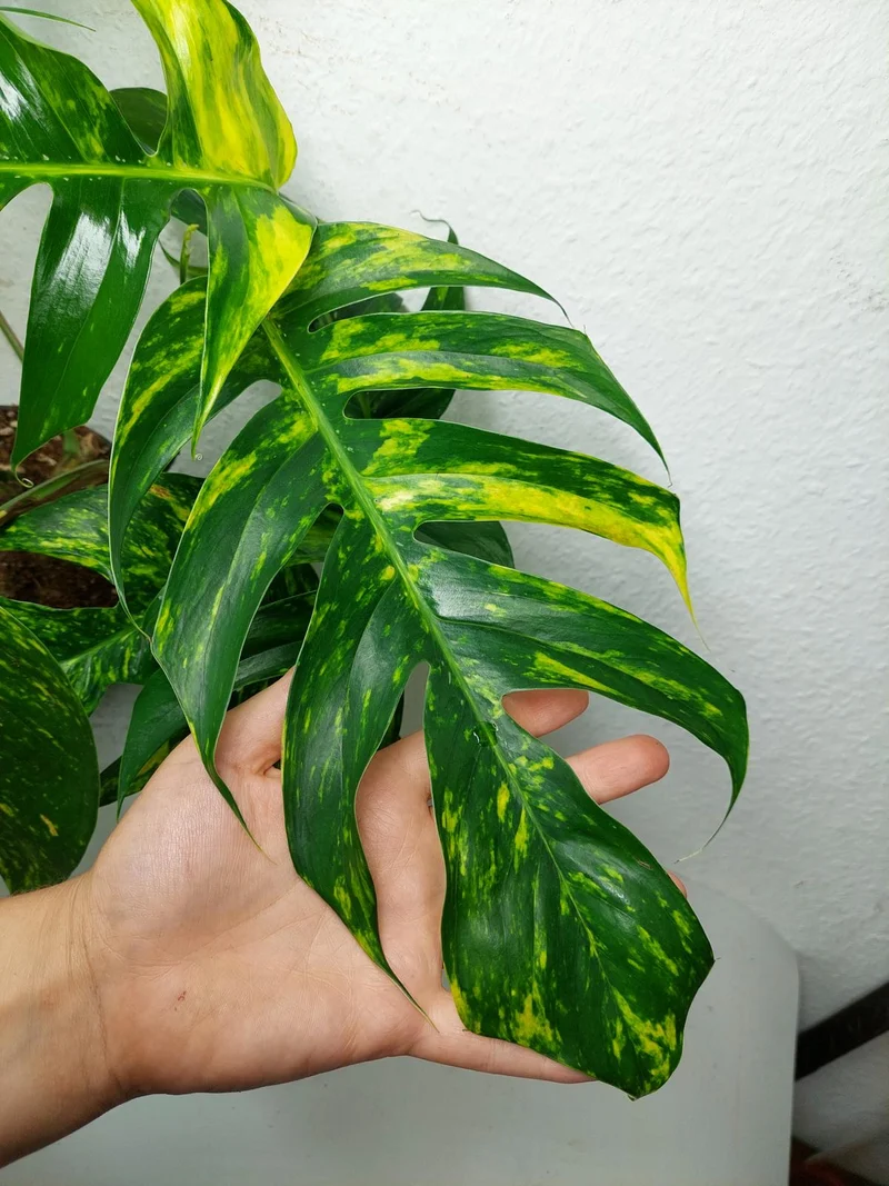 Epipremnum Pinnatum Goldfinger