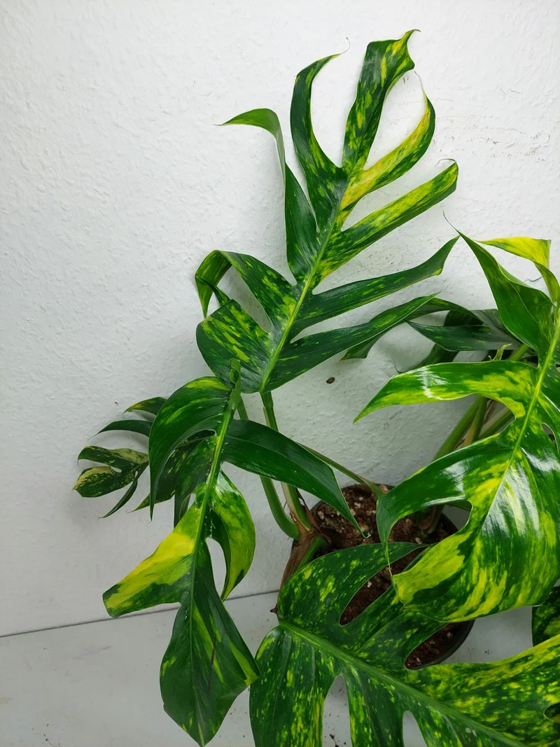 Epipremnum Pinnatum Goldfinger