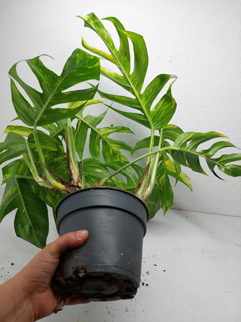 Epipremnum Pinnatum Goldfinger