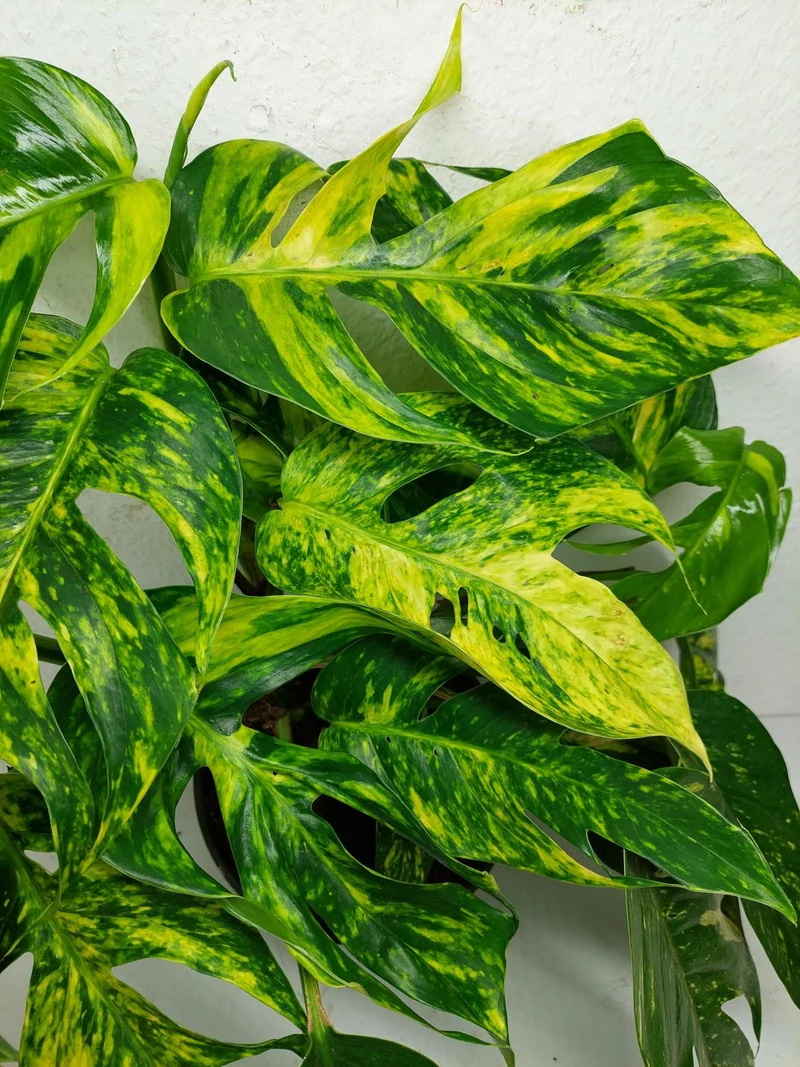 Epipremnum Pinnatum Goldfinger