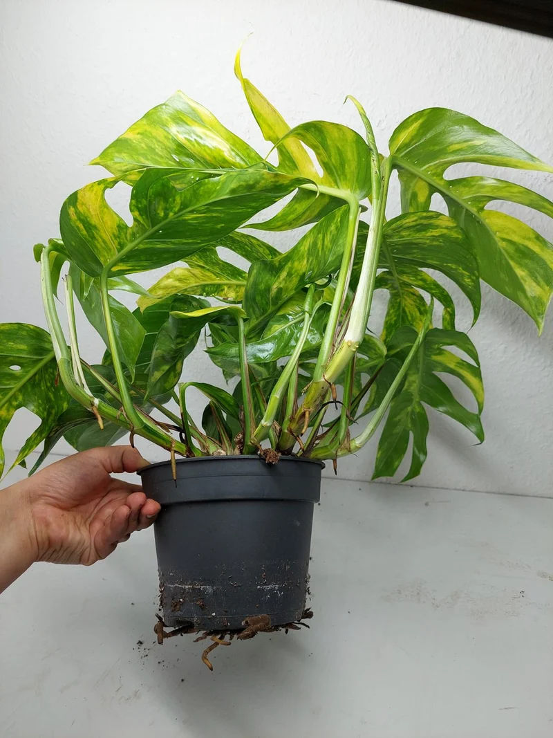 Epipremnum Pinnatum Goldfinger