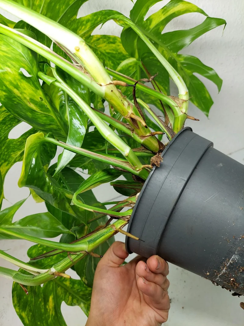 Epipremnum Pinnatum Goldfinger