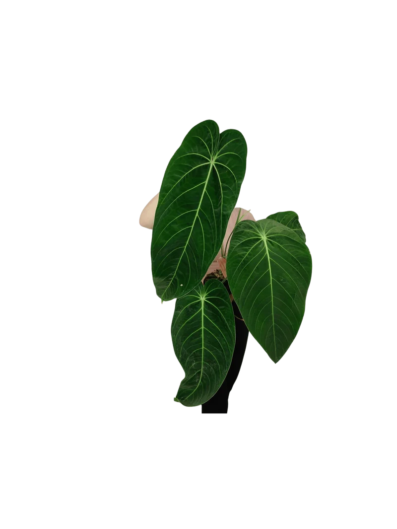 Anthurium Warocqueanum x Waterburyanum